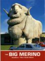 Goulburn. Big Merino