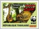 Three Cusped Pangolin (Phataginus tricuspis) - Red Overprint