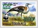 Denham's Bustard (Neotis denhami) - Green Overprint
