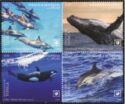 Whales & Dolphins of the World