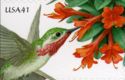Calliope Hummingbird (Selasphorus calliope), Firebush (Hamel