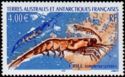 Antarctic Krill (Euphausia superba)