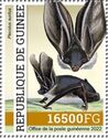 Brown Long-eared Bat (Plecotus auritus)