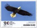 Bald Eagle (Haliaeetus leucocephalus)