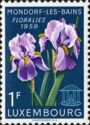 Iris (Iris germanica)