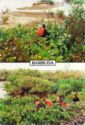 Barbuda. Frigate Birds