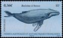 Humpback Whale (Megaptera novaeangliae)