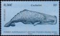 Sperm Whale (Physeter macrocephalus)