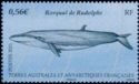 Sei Whale (Balaenoptera borealis)