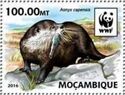 WWF Otter (Aonyx capensis)