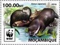 WWF Otter (Aonyx capensis)