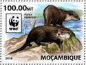 WWF Otter (Aonyx capensis)