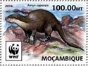 WWF Otter (Aonyx capensis)
