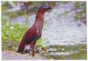 Malayan Night Heron
