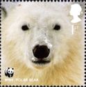 Polar Bear (Ursus maritimus)