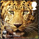 Amur Leopard (Panthera pardus orientalis)