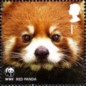 Chinese Red Panda (Ailurus styani)