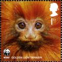 Golden Lion Tamarin (Leontopithecus rosalia)