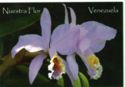 Nuestra Flor - OrquÃdea Cattleya
