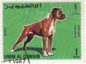 German Boxer (Canis lupus familiaris)