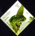 European Tree Frog (Hyla arborea)