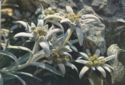 Edelweiss - Leontopedium alpinum