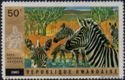 Plains Zebra (Equus burchelli)