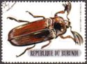 Giant Acacia Click Beetle (Tetralobus flabellicornis)
