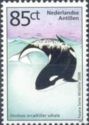 Killer Whale (Orcinus orca)
