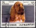 Bloodhound (Canis lupus familiaris)