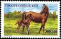 Mare and Foal (Equus ferus caballus)