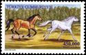 Light Brown and White Horses galloping (Equus ferus caballus