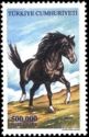 Stallion (Equus ferus caballus)