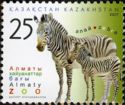 Plains Zebra (Equus quagga)