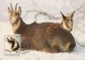 Chamois (Rupicapra rupicapra)