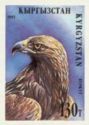 Golden Eagle (Aquila chrysaetos)