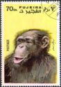 Chimpanzee (Pan troglodytes)
