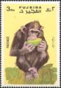 Chimpanzee (Pan troglodytes)