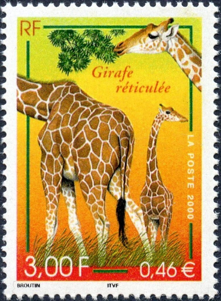 Reticulated Giraffe (Giraffa camelopardalis reticulata)