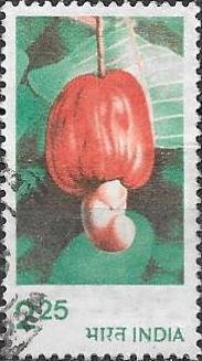 Cashew (Anacardium occidentale)