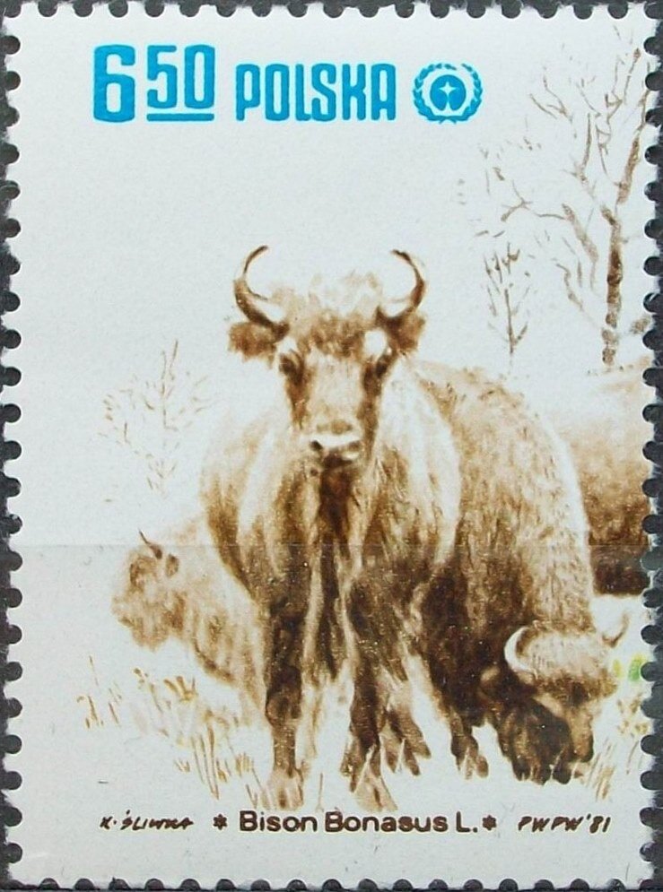 European Bison (Bison bonasus)