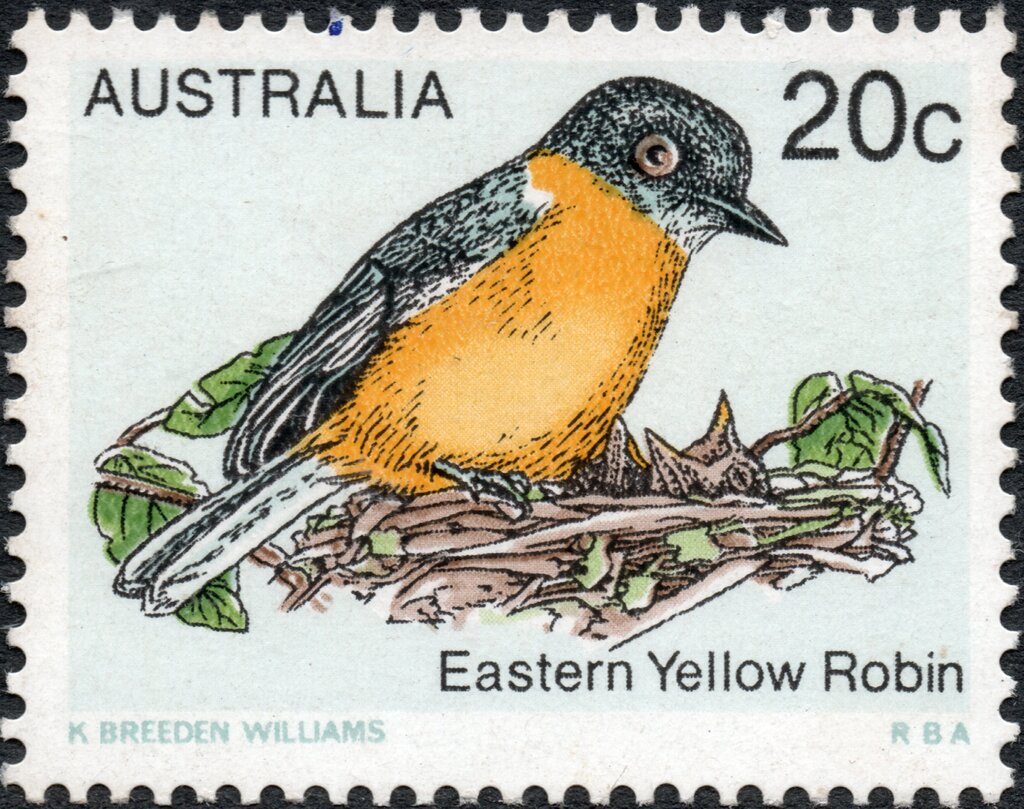 Eastern Yellow Robin