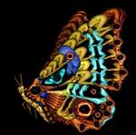 Collector Avatar