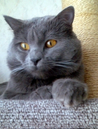 Collector photo de profil : André Nix [nixus62]