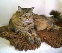 Collector profile picture : Klaus Schoenfeld [faunamotiv]