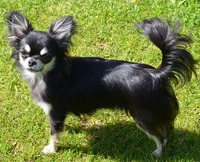 صورة بطاقة العضو : Jean Yves Collinse [Jean-Yves-Collinse]