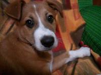 Immagine del profilo del collezionista : Dante La Penna [LOmbardo]