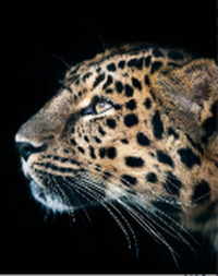 Gambar profil kolektor : : : : Nathan Sam [nathansam]