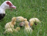 收藏者头像 ： ： Jose Regidor [carapau]