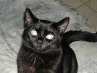 foto do seu perfil de Colecionador : Schmit Nicole [atomik]